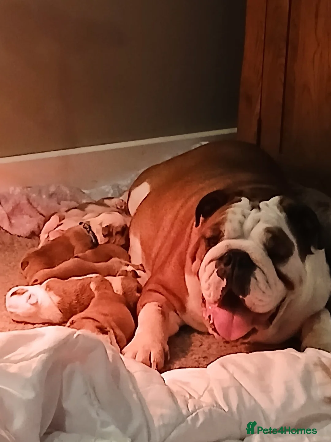 English Bulldog dogs for sale: English Bulldogs in Spalding - Advert 1
