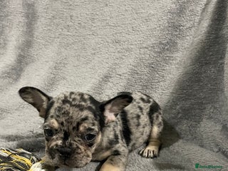 French Bulldog dogs French bulldog puppies - Advert 13