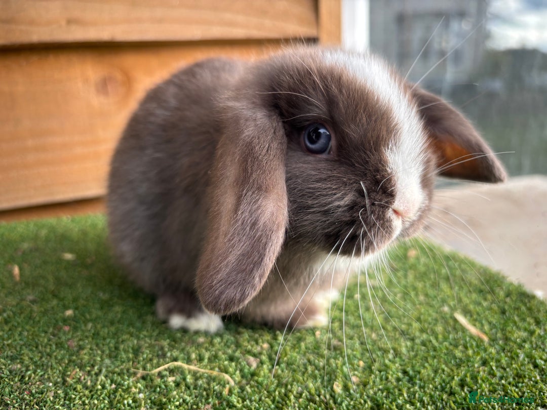 Mini Lop rabbits for sale: Litter of pure mini lop babies - Advert 3