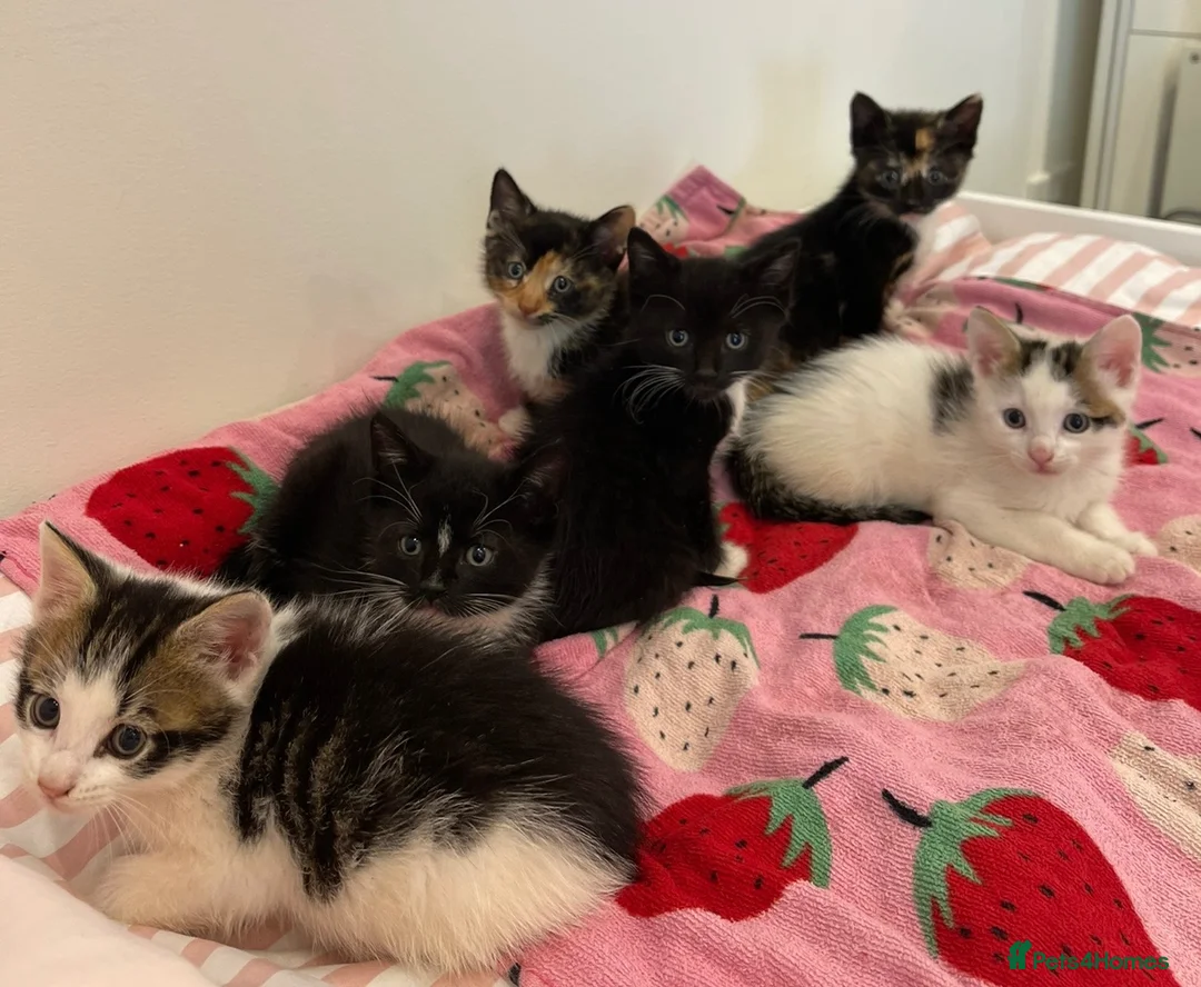 Mixed Breed cats for sale: 6 Adorable Kittens – 3 Boys & 3 Girls - Advert 1