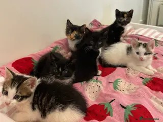 Mixed Breed cats 6 Adorable Kittens – 3 Boys & 3 Girls - Advert 8