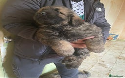 Caucasian Shepherd Dog dogs for sale: Caucasian shepherd puppies titan bloodline  - Image 5