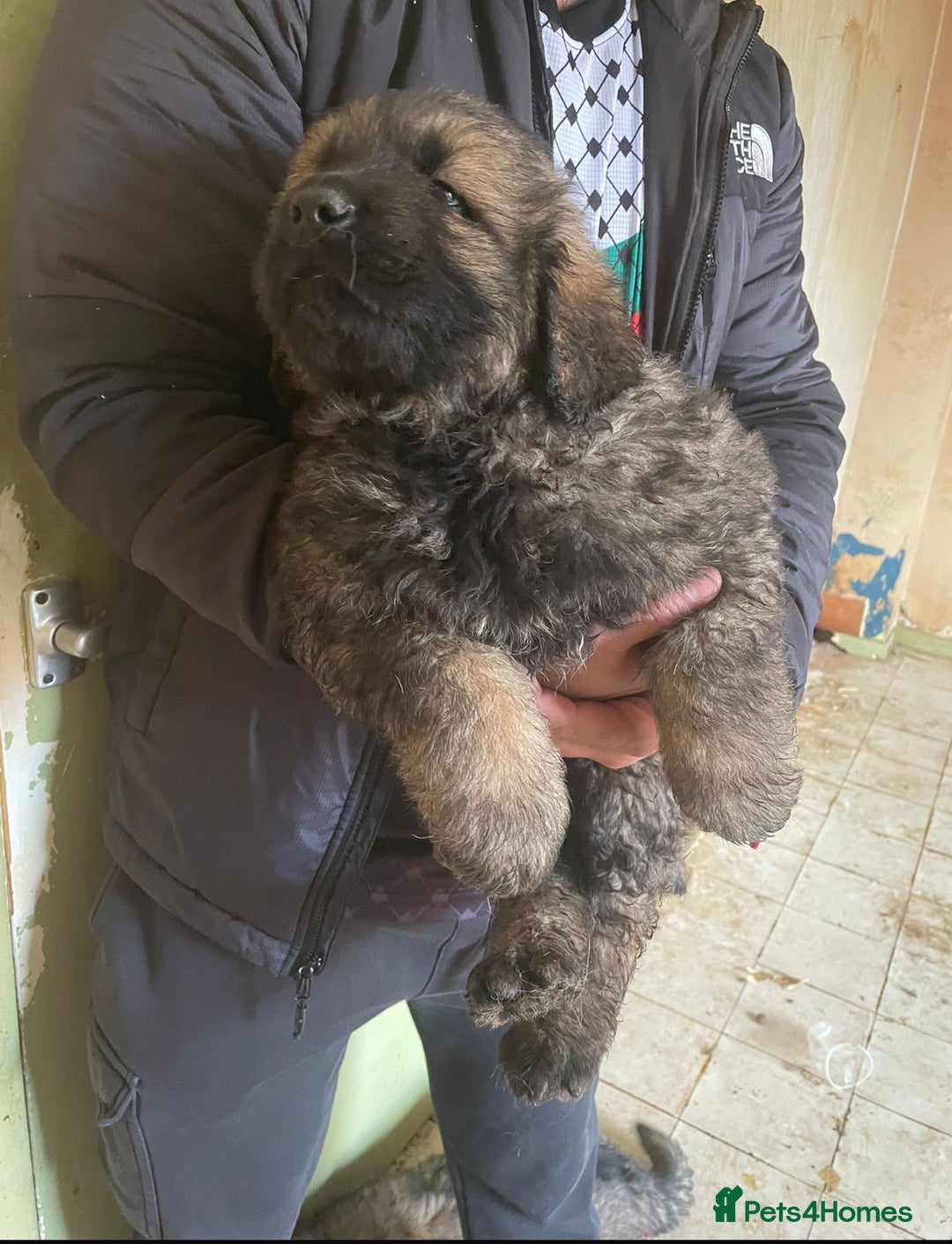 Caucasian Shepherd Dog dogs for sale: Caucasian shepherd puppies titan bloodline  - Image 5