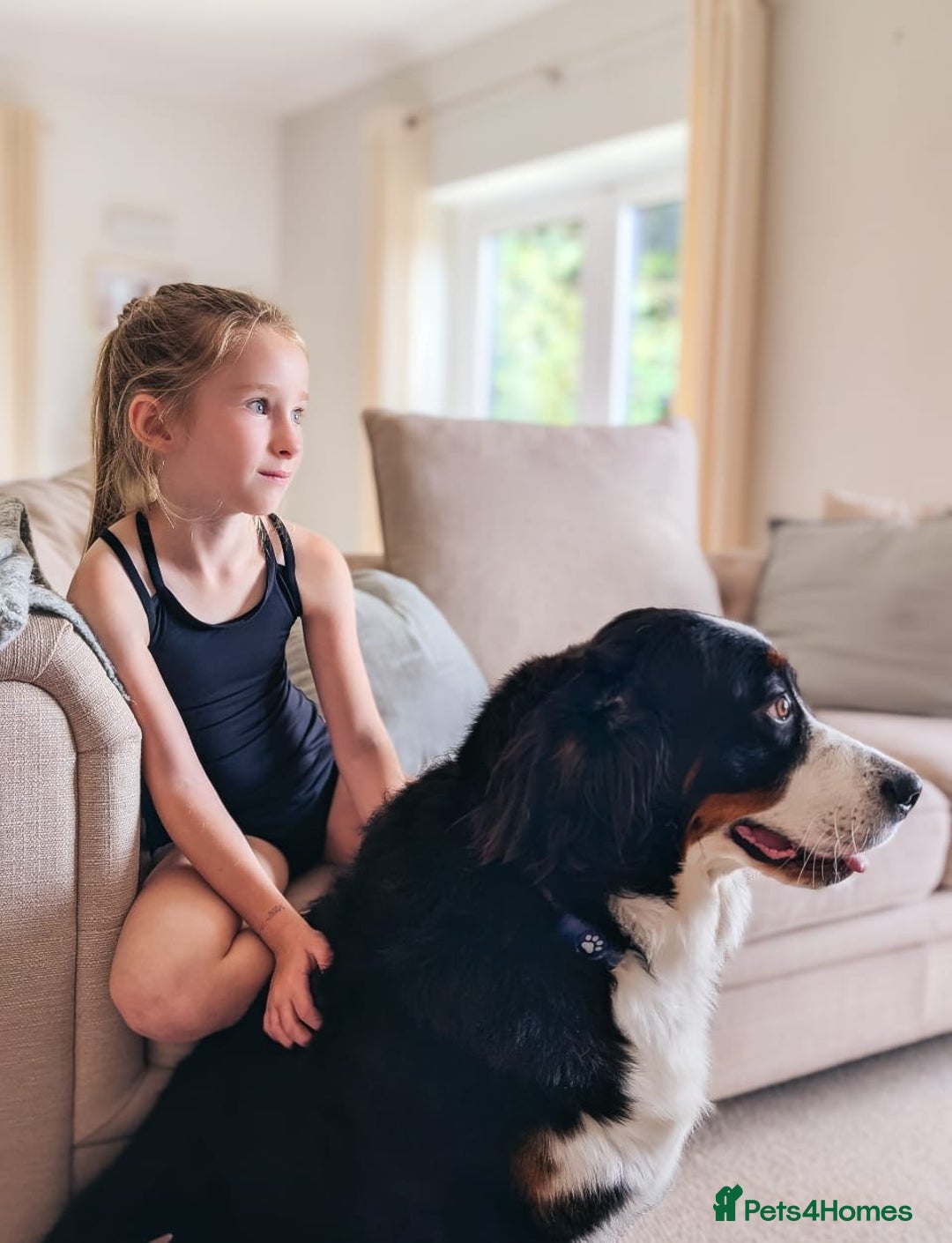 Bernese Mountain Dog dogs for sale: 1yr old female Bernese mountain dog  - Advert 7