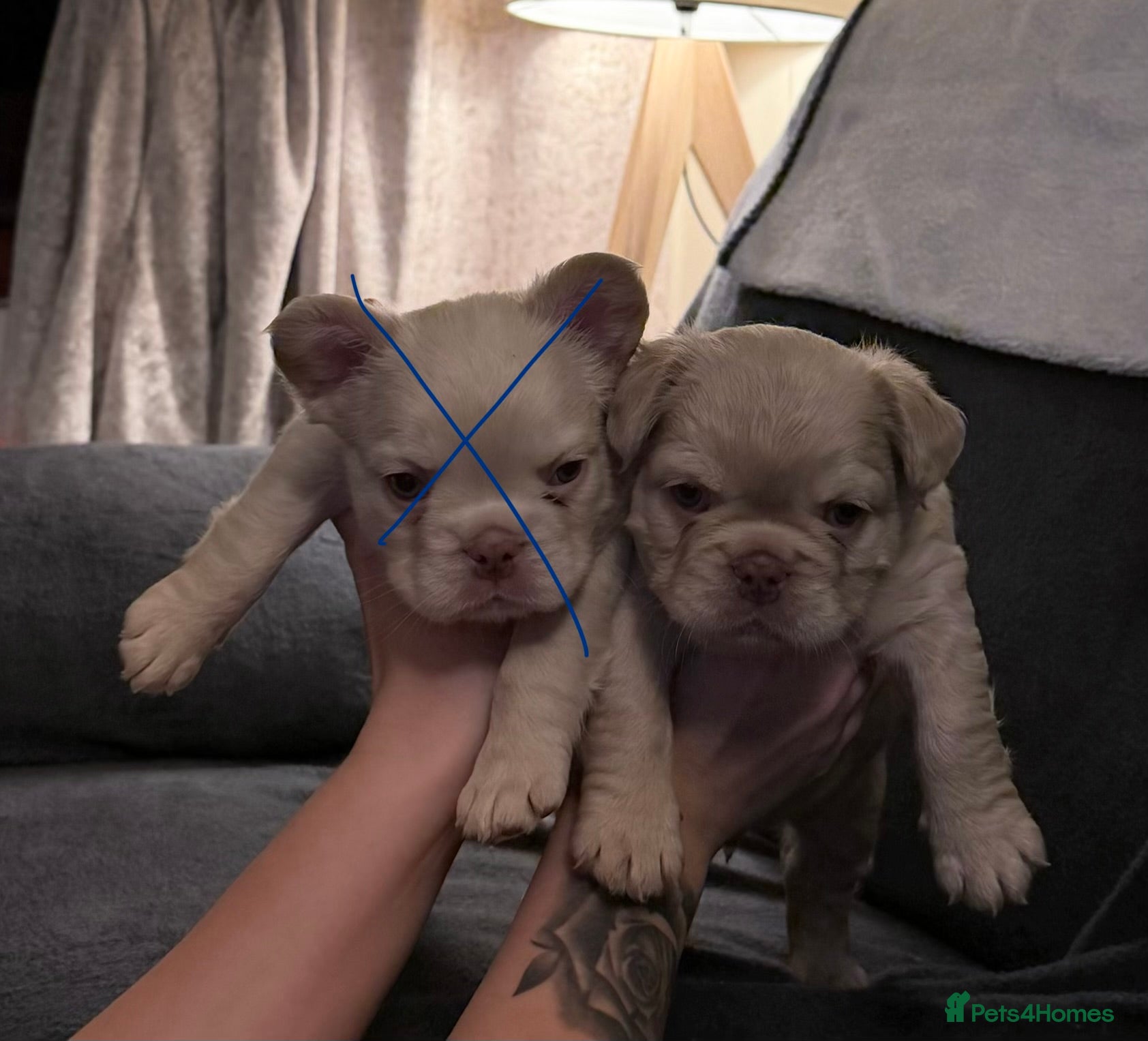 French Bulldog dogs 🔥Outstanding Quality Fluffy Frenchies🔥 - Advert 6