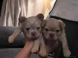 French Bulldog dogs 🔥Outstanding Quality Fluffy Frenchies🔥 - Advert 6