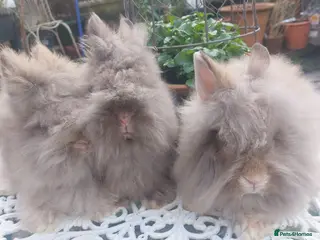 Lionhead rabbits PUREBRED DOUBLE/ TEDDY LION HEAD BABIES - Advert 1