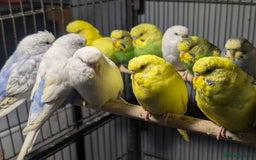 Budgerigars birds for sale: Lovely Group of Budgies  - Image 1