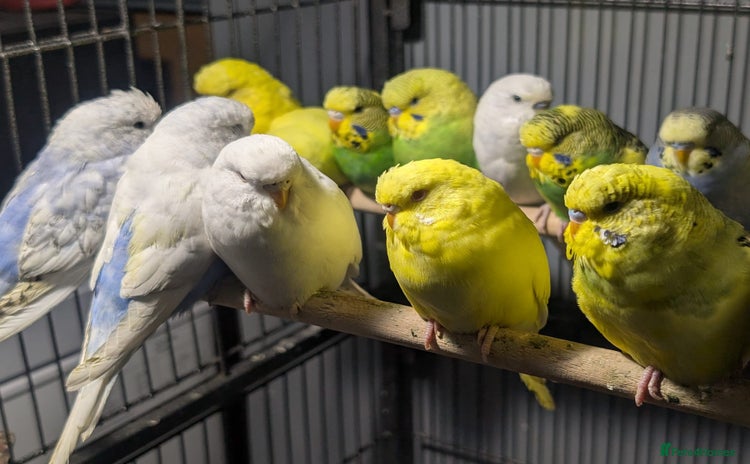 Budgerigars birds - Advert 4