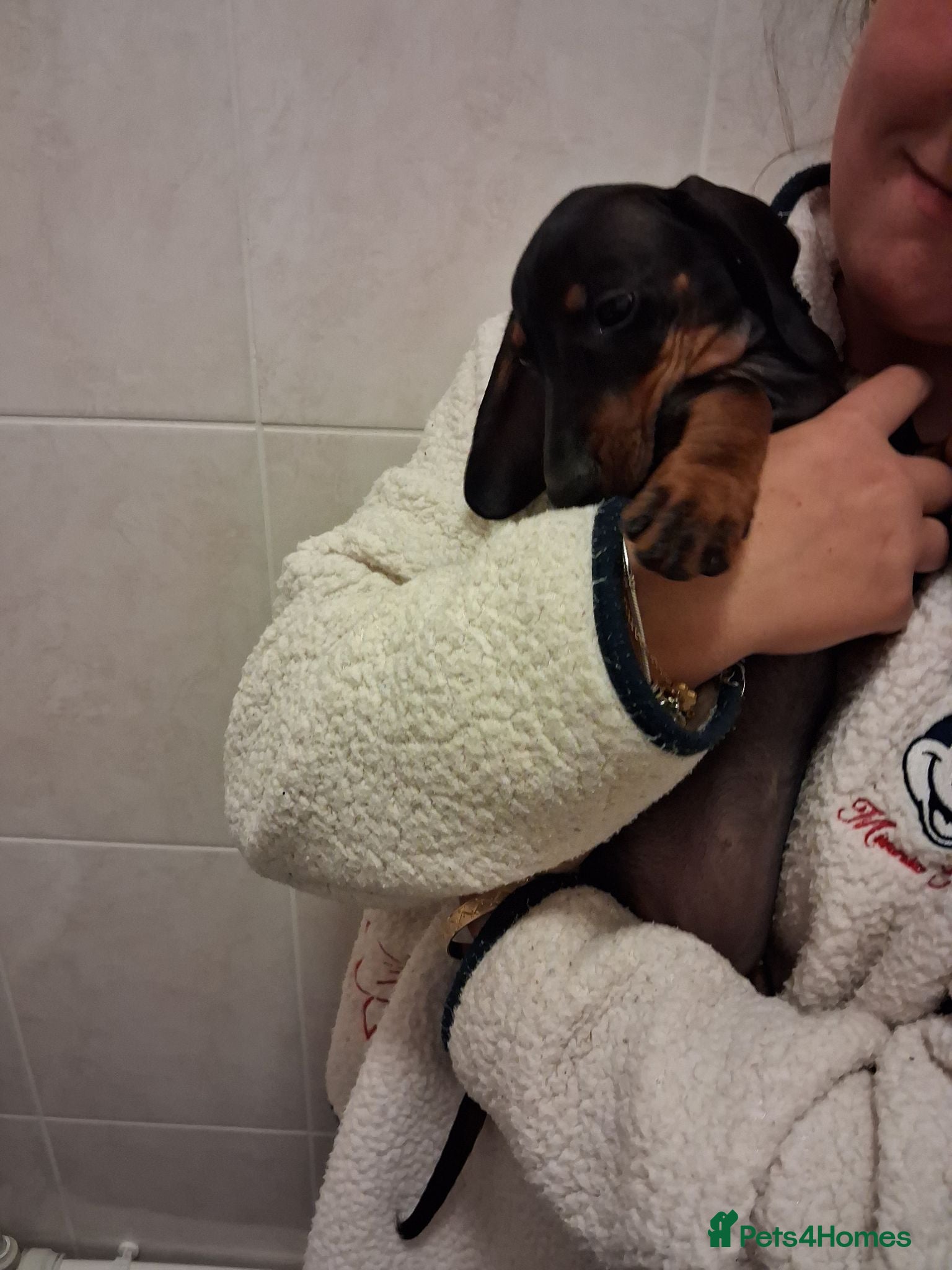 Miniature Dachshund dogs Beautiful Miniature Dachshund Stuning little pups. - Advert 2