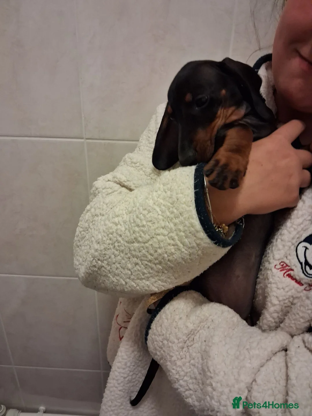 Miniature Dachshund dogs for sale: Beautiful Miniature Dachshund Stuning little pups. - Advert 1