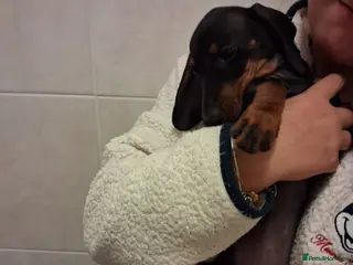 Miniature Dachshund dogs Beautiful Miniature Dachshund Stuning little pups. - Advert 2