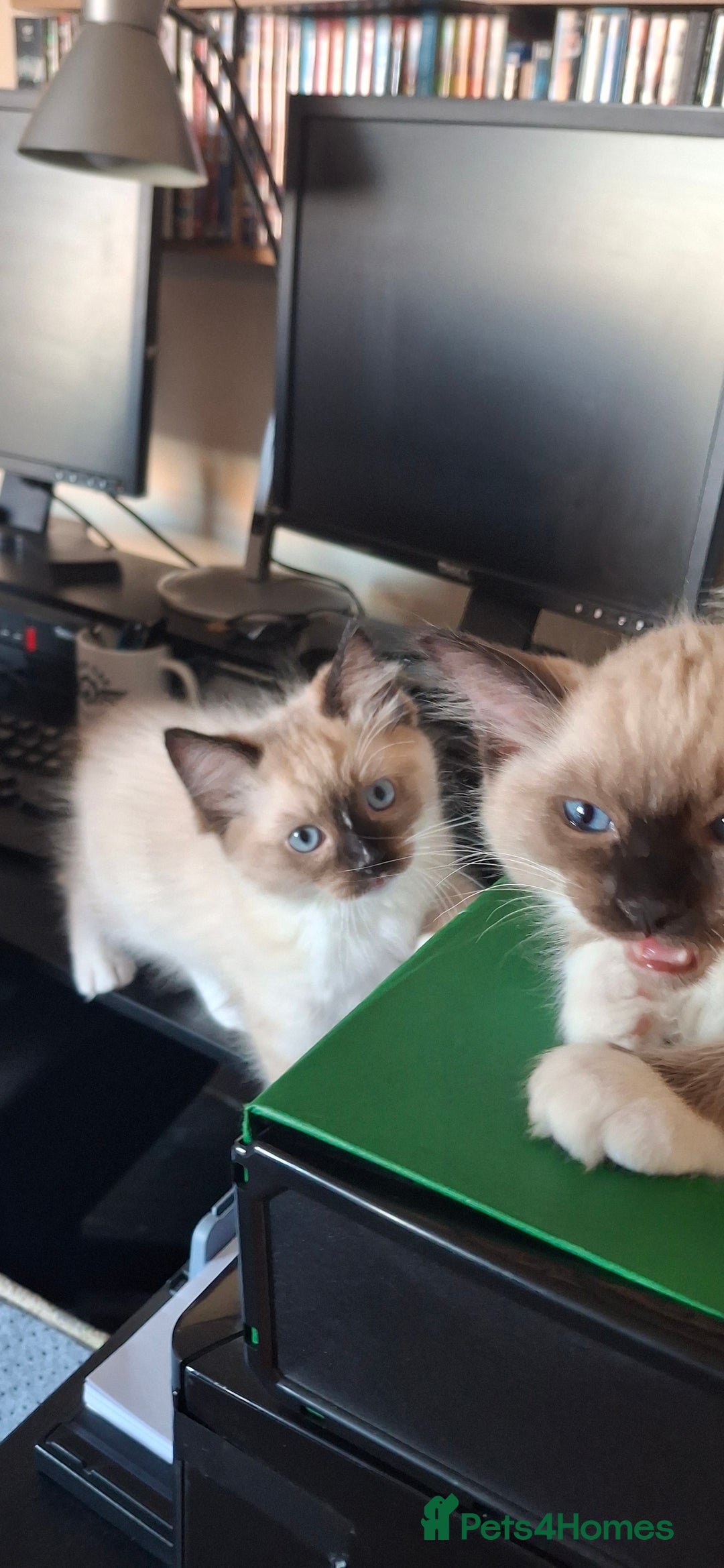 Ragdoll cats for sale: Stunning full Ragdoll kittens for sale - Image 22