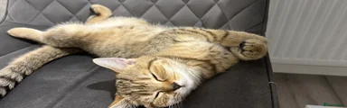 British Shorthair 1