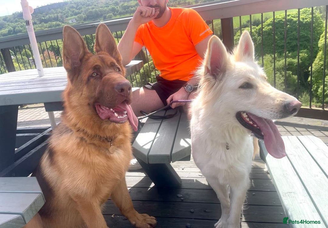 German Shepherd dogs for sale: STUNNING LIVER GERMAN SHEPHERD  - Image 2