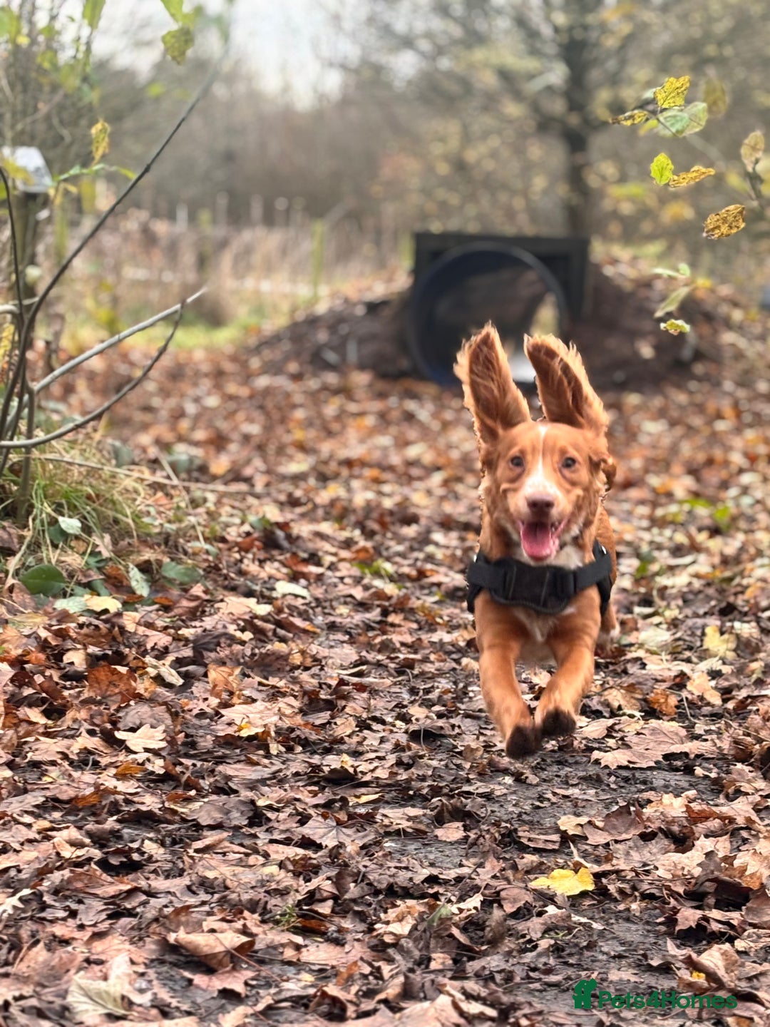 Cocker Spaniel dogs for sale: Nearly 2 year old cocker spaniel  - Advert 3