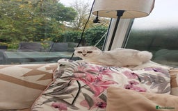 Scottish Fold cats for stud: Stunning Scottish Fold For Stud looking for Queens - Image 2