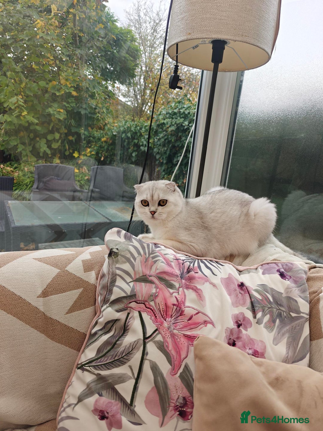 Scottish Fold cats for stud: Stunning Scottish Fold For Stud looking for Queens - Image 2