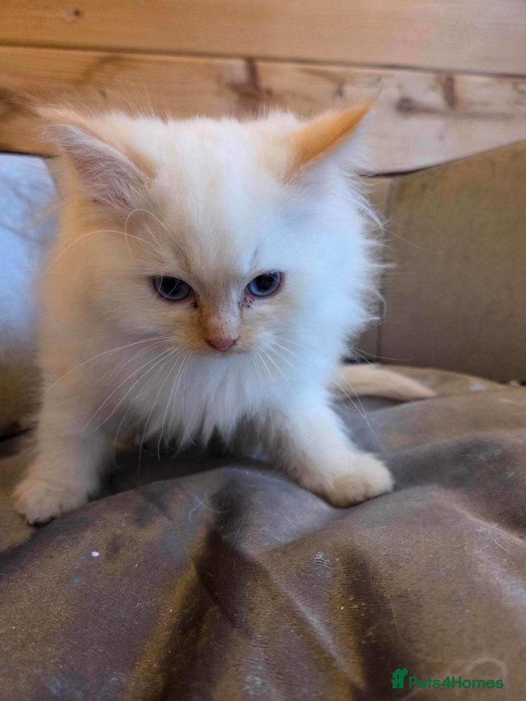 Ragdoll cats for sale: Flame boy Ragdoll kitten - Advert 16