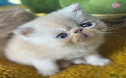 Exotic cats for sale: Superb GCCF Exotic kittens Health Tested parents - Image 28