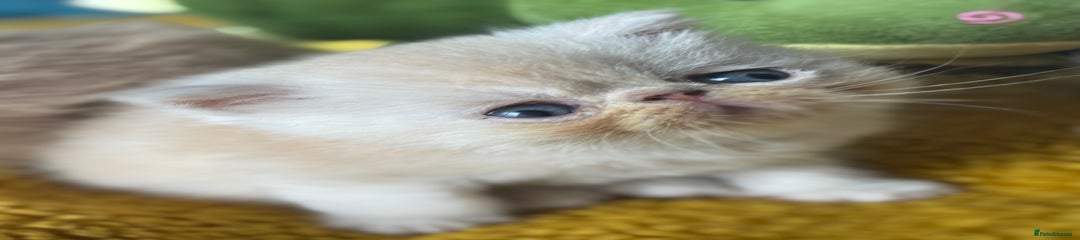 Exotic Kitten 4