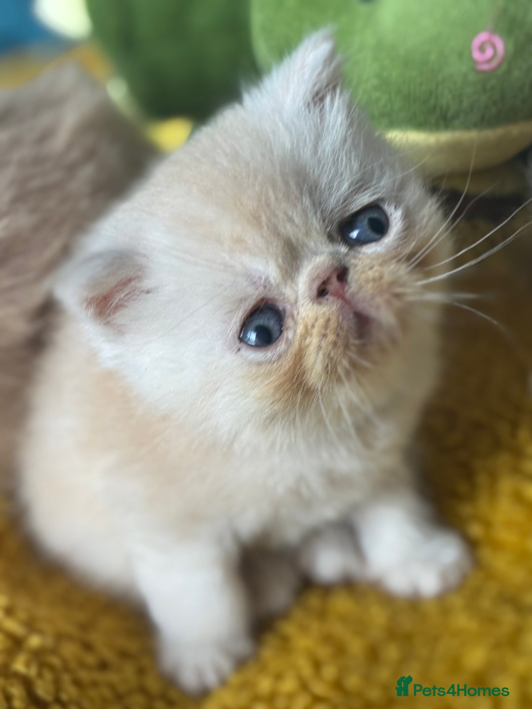 Exotic cats for sale: Superb GCCF Exotic kittens Health Tested parents - Image 28