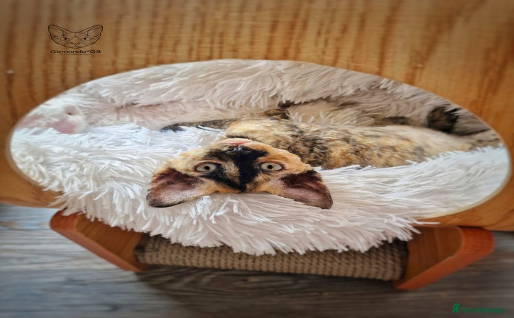Devon Rex cats - Advert 1