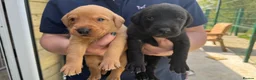 Labrador Retriever dogs for sale: Five Star Council Registered Breeders litter - Advert 1