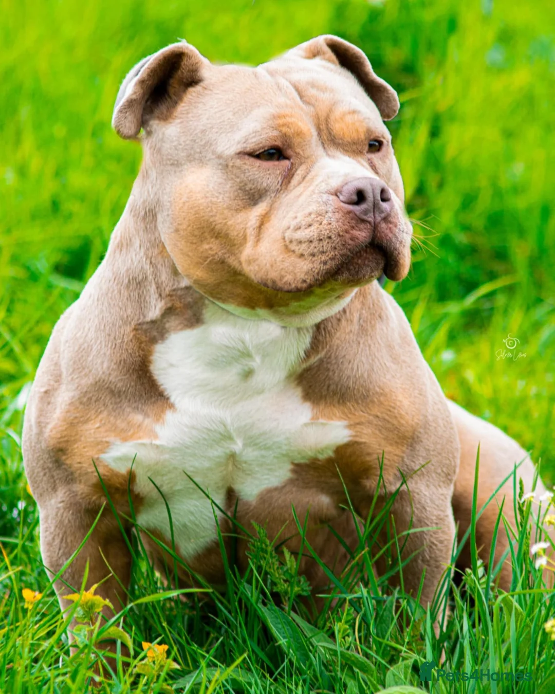 American Bully dogs for sale: American Bully Pocket - Exceptional Pedigree - Advert 1