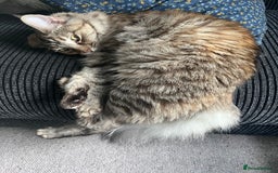 Maine Coon cats for sale: Beautiful Maine Coon babies - Image 19