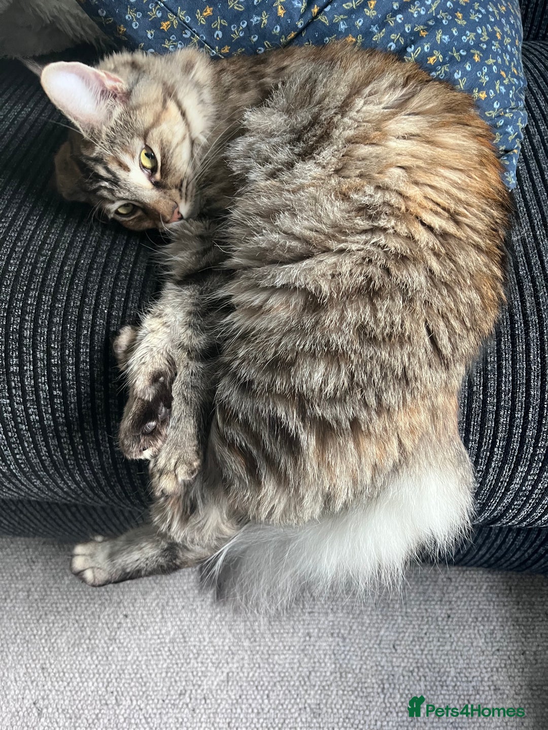 Maine Coon cats for sale: Beautiful Maine Coon babies - Image 19