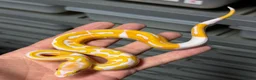 Python Snake reptiles for sale: Various royal pythons from £25 upwards  - Advert 4