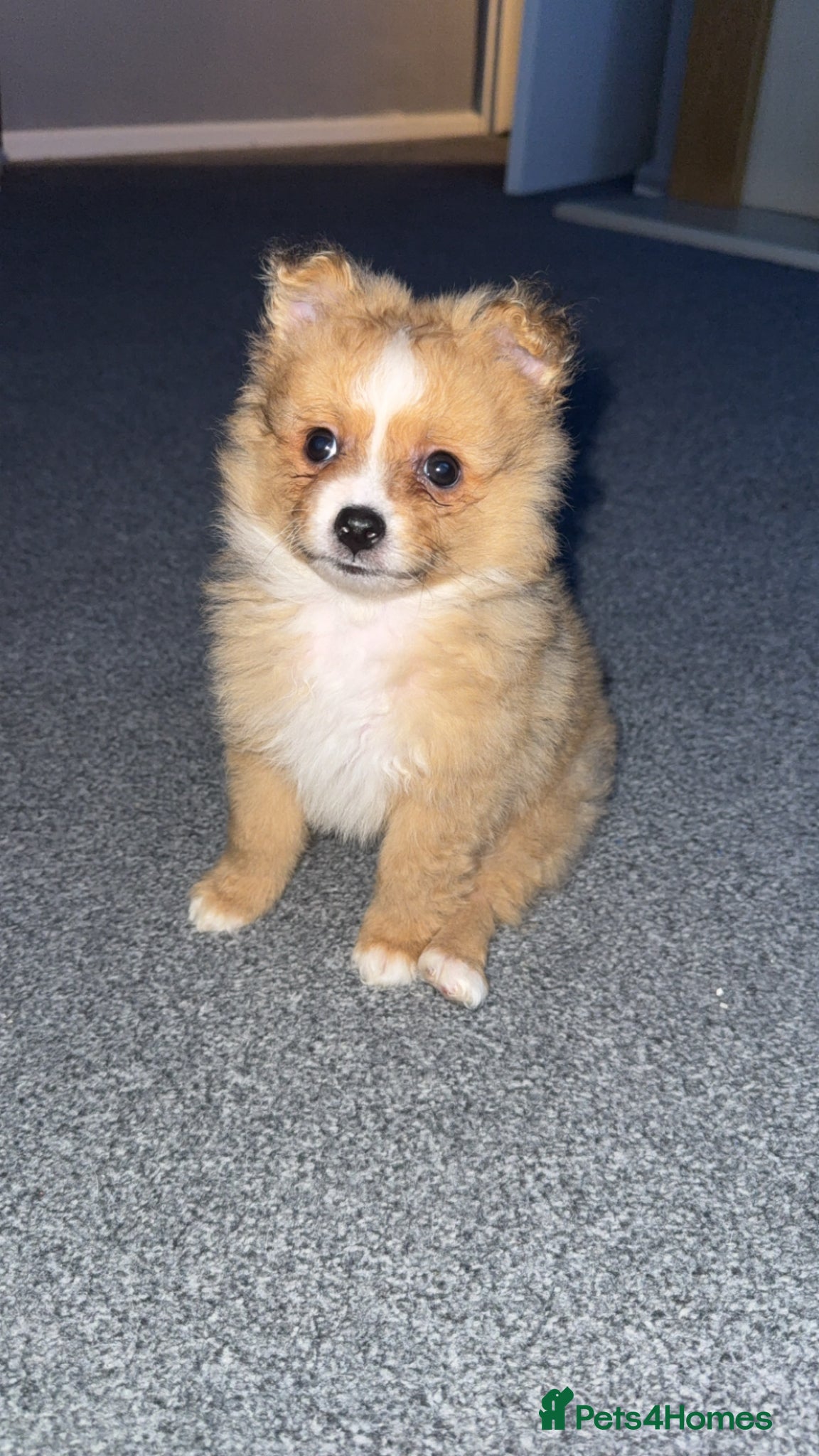 Pomeranian dogs Beautiful Pomeranian  - Advert 5