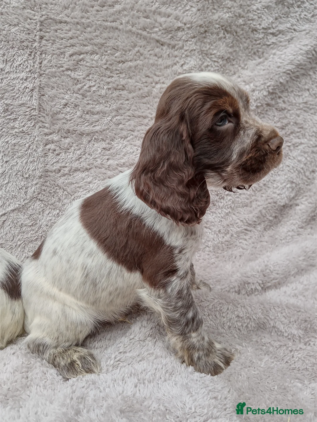 Cocker Spaniel dogs for sale: Cocker spaniel puppies. - Advert 9