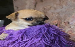 Chihuahua dogs for sale: CHIHUAHUA PUPPY  - Advert 10