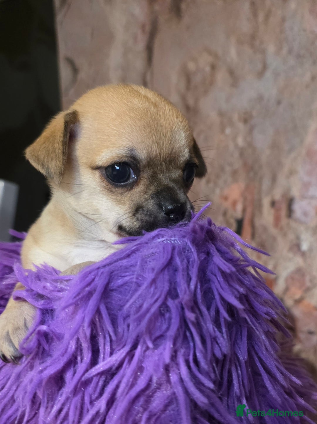 Chihuahua dogs for sale: CHIHUAHUA PUPPY  - Advert 10