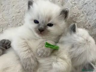 Ragdoll cats 6 ragdoll kittens - Advert 9