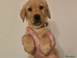 Labrador Retriever dogs Labrador puppies - Advert 1