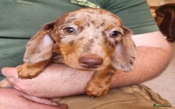 Miniature Dachshund dogs for sale: Gorgeous Mini Smooth Dachshunds Ready Now - Image 7