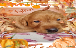 Australian Labradoodle dogs for sale: Stunning red F1b Australian Labradoodle puppies  - Image 14