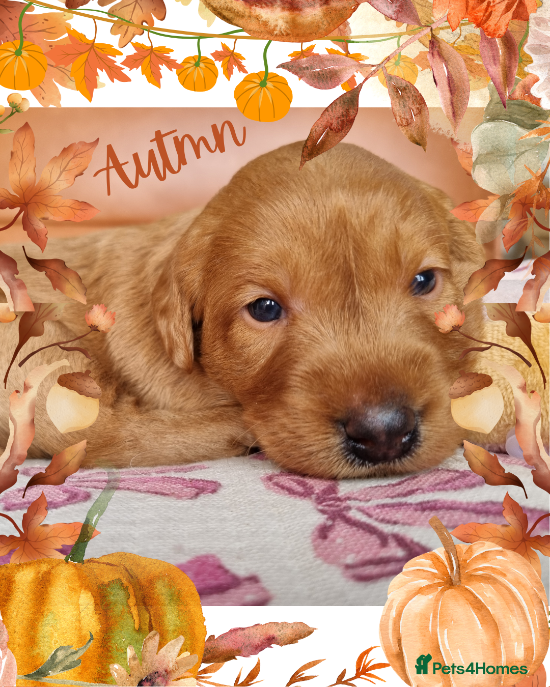 Australian Labradoodle dogs for sale: Stunning red F1b Australian Labradoodle puppies  - Image 14