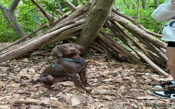 Mixed Breed dogs for sale: Beautiful Weimaraner X Visla - Image 2