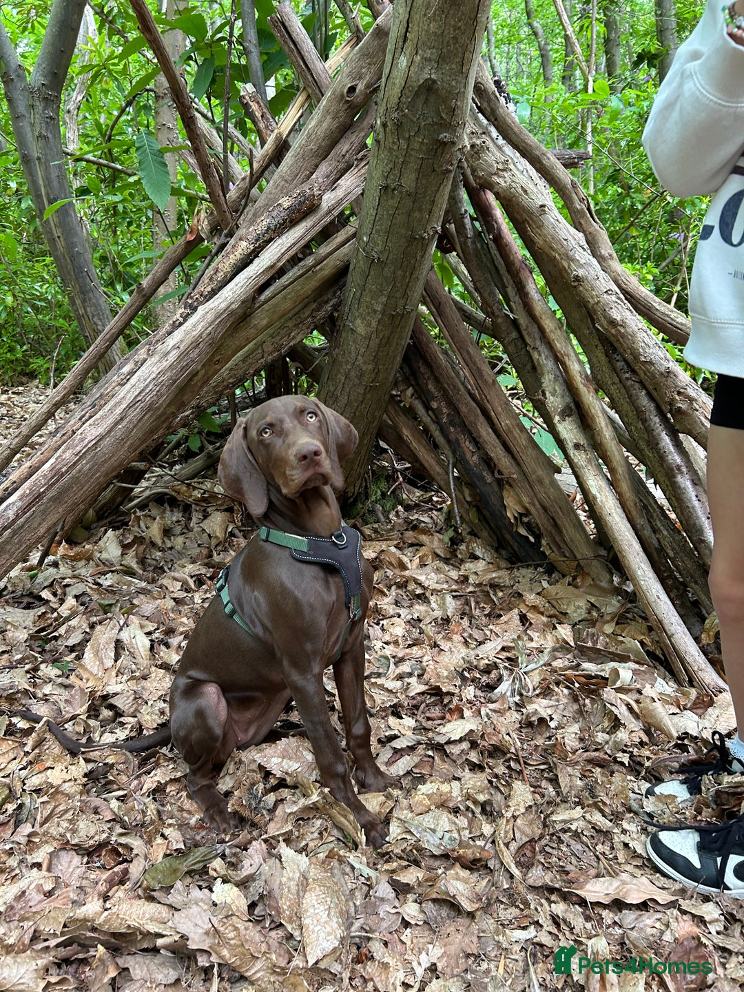 Mixed Breed dogs for sale: Beautiful Weimaraner X Visla - Image 2