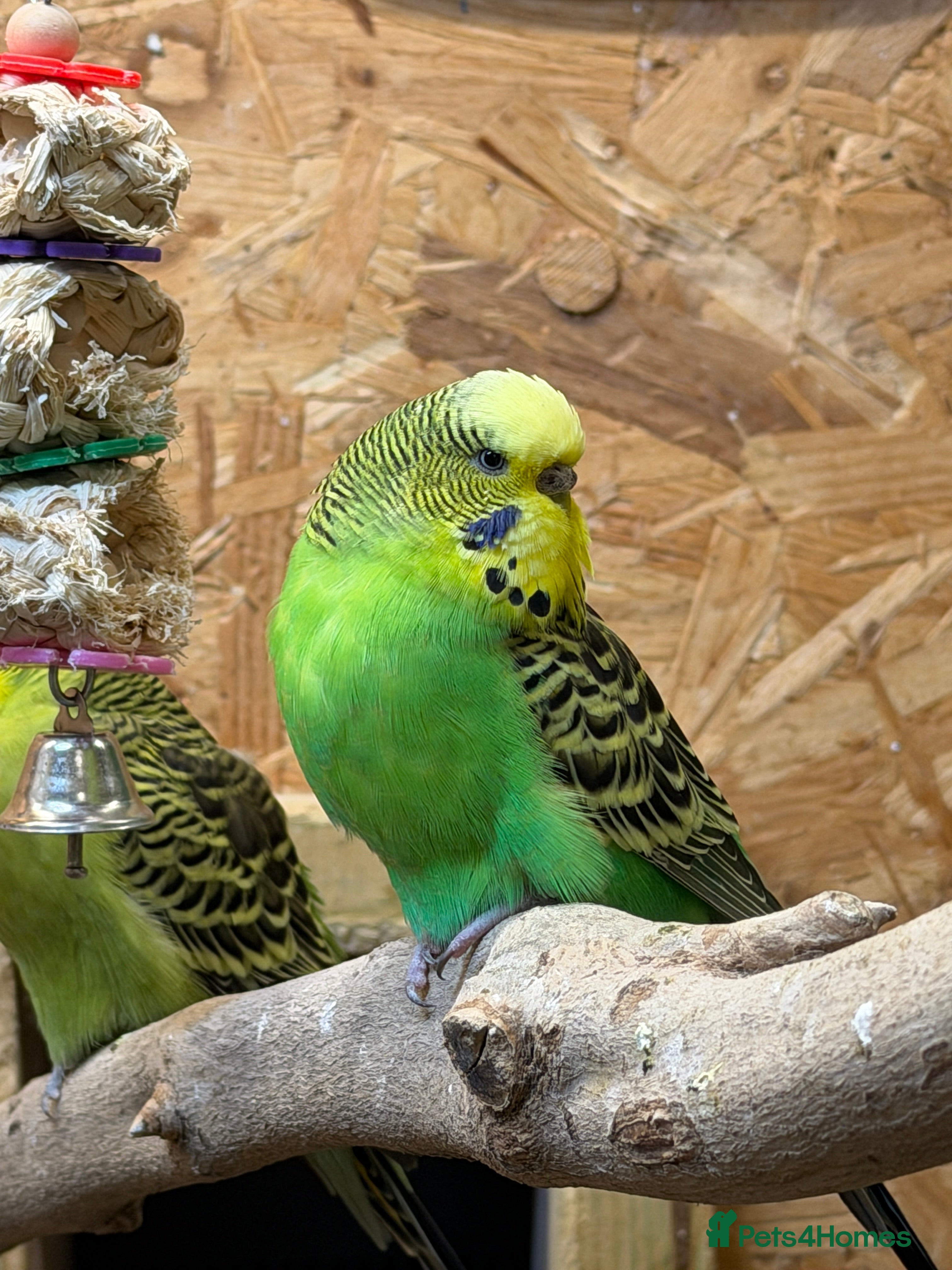 Budgerigars birds Budgies For Rehoming  - Advert 1