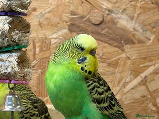 Budgerigars birds Budgies For Rehoming - Advert 1