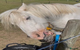 Other Breed horses for sale: 4 year old mini cob gelding  - Image 3