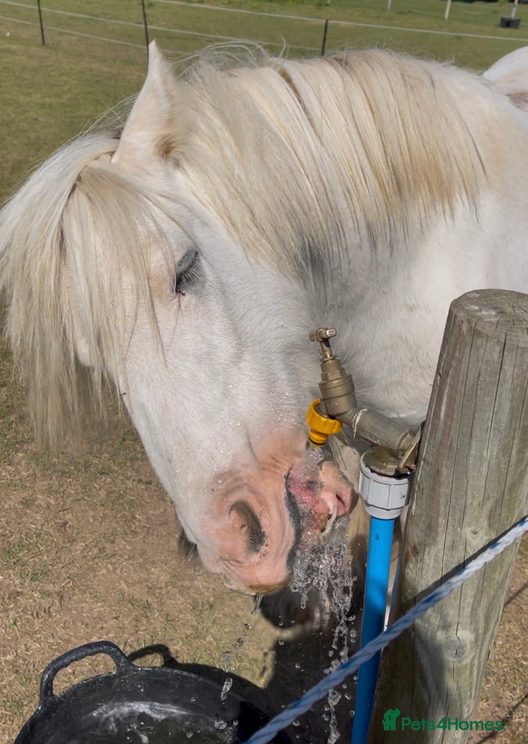 Other Breed horses for sale: 4 year old mini cob gelding  - Image 3