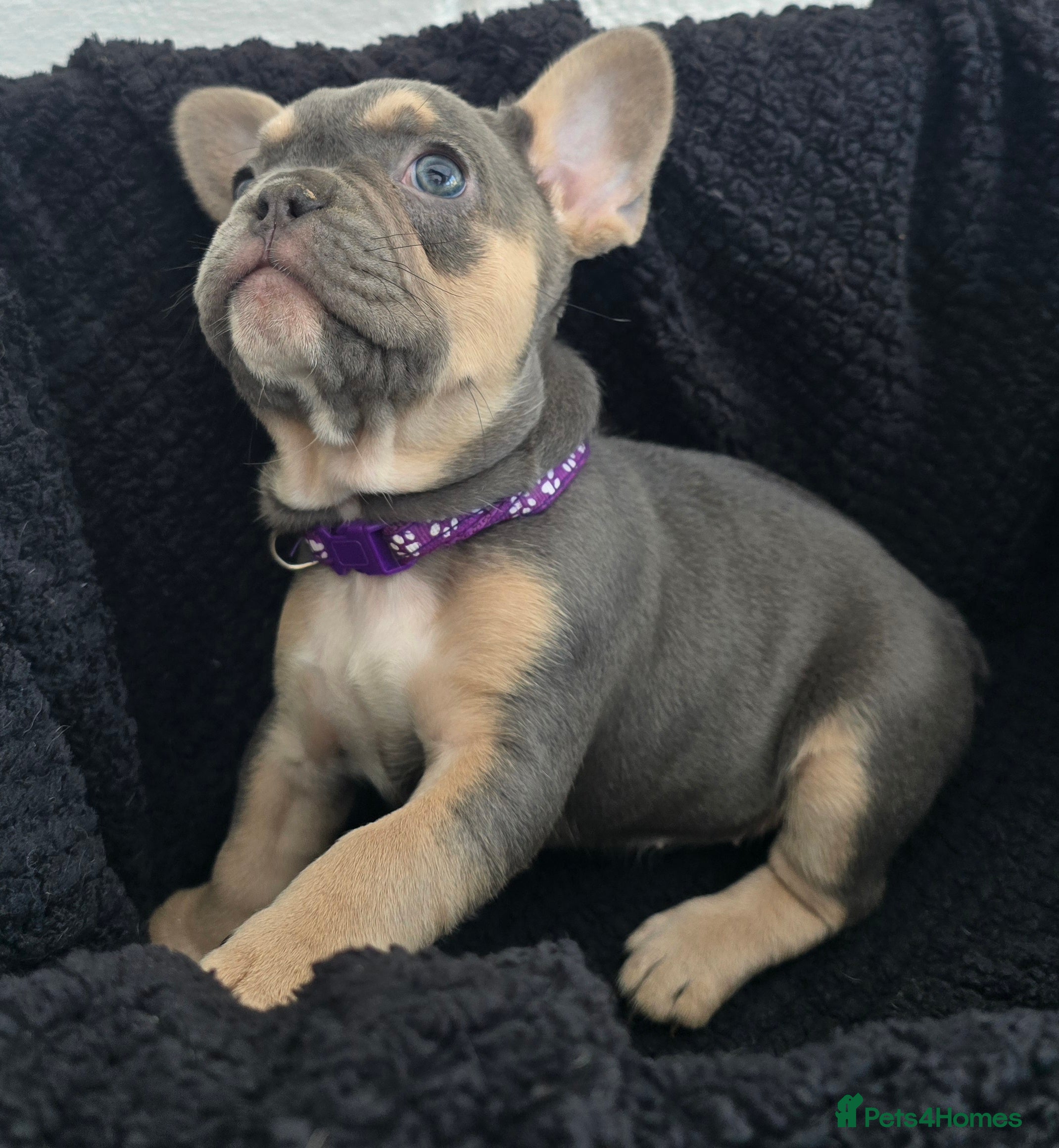 French Bulldog dogs Blue French Bulldog Pups. Only 2 girls left! - Advert 5