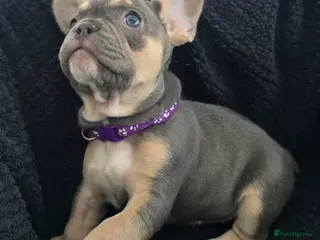 French Bulldog dogs Blue French Bulldog Pups. Only 2 girls left! - Advert 5