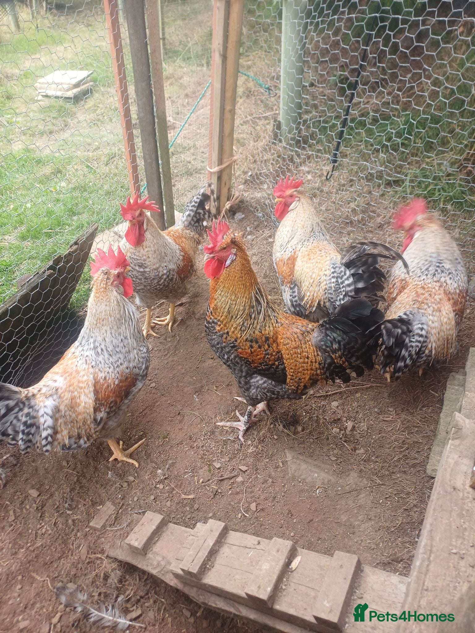 Chickens poultry Cockerels - Advert 1